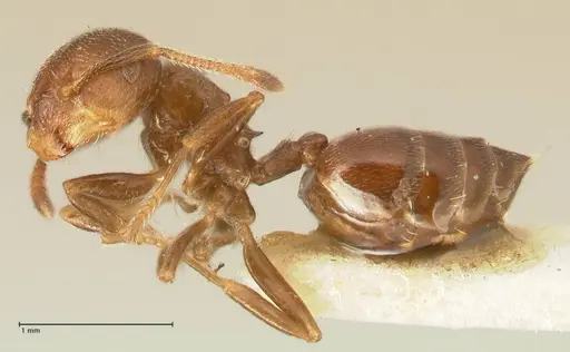 Crematogaster kohli specimen FOCOL1454 image focol1454_3