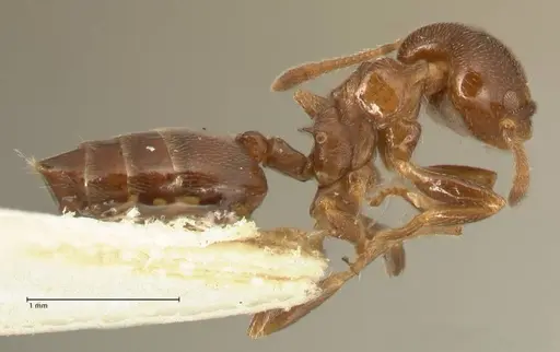 Crematogaster kohli specimen FOCOL1454 image focol1454_4