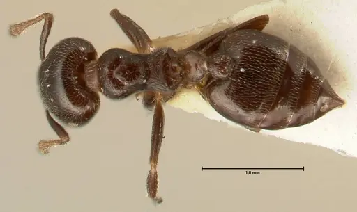 Crematogaster kohli specimen FOCOL1455 image focol1455_1