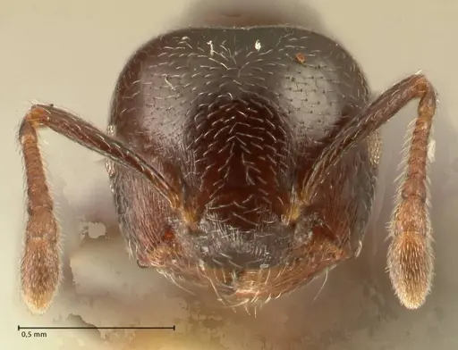 Crematogaster kohli specimen FOCOL1455 image focol1455_2