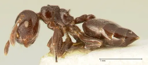Crematogaster kohli specimen FOCOL1455 image focol1455_3