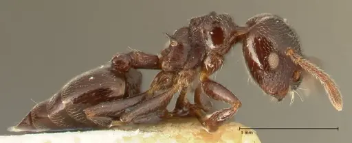 Crematogaster kohli specimen FOCOL1455 image focol1455_4