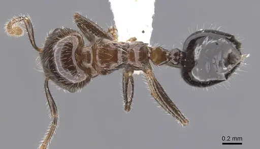 Crematogaster kojimai specimen CASENT0907517 image casent0907517_1