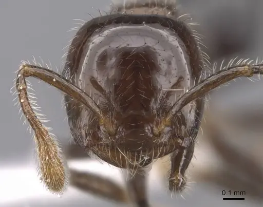Crematogaster kojimai specimen CASENT0907517 image casent0907517_2