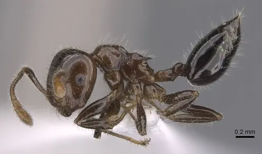 Crematogaster kojimai specimen CASENT0907517 image casent0907517_3