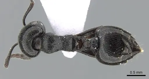 Crematogaster laestrygon specimen CASENT0281538 image casent0281538_1