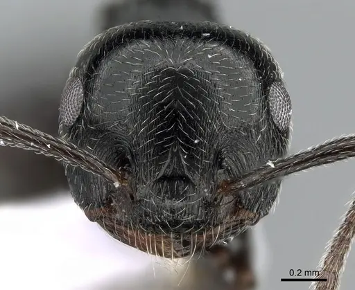 Crematogaster laestrygon specimen CASENT0281538 image casent0281538_2