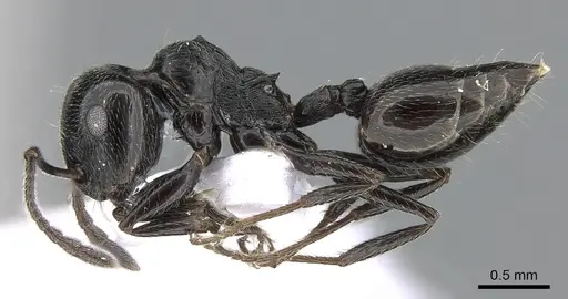Crematogaster laestrygon specimen CASENT0281538 image casent0281538_3