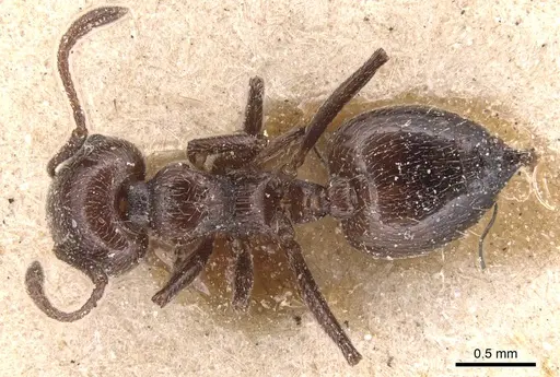 Crematogaster laestrygon specimen CASENT0904500 image casent0904500_1