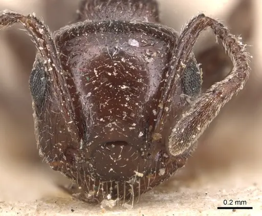 Crematogaster laestrygon specimen CASENT0904500 image casent0904500_2