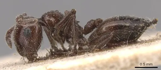 Crematogaster laestrygon specimen CASENT0904500 image casent0904500_3