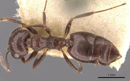 Crematogaster laestrygon specimen CASENT0908477 image casent0908477_1
