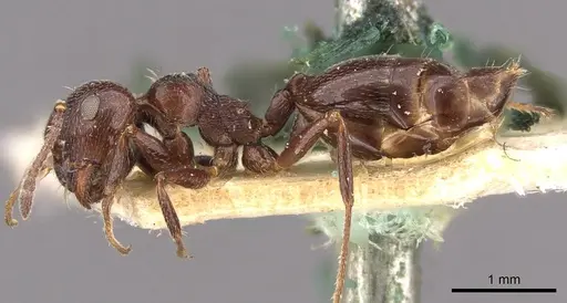 Crematogaster laestrygon specimen CASENT0908477 image casent0908477_3
