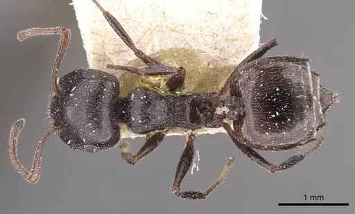 Crematogaster laestrygon specimen CASENT0908478 image casent0908478_1