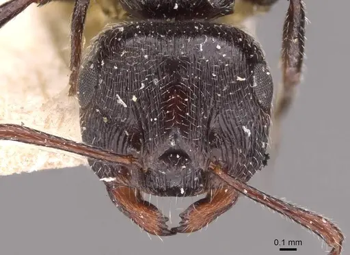 Crematogaster laestrygon specimen CASENT0908478 image casent0908478_2