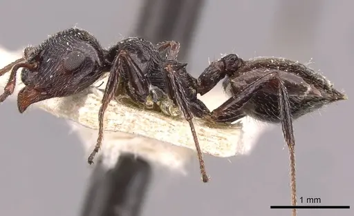 Crematogaster laestrygon specimen CASENT0908478 image casent0908478_3