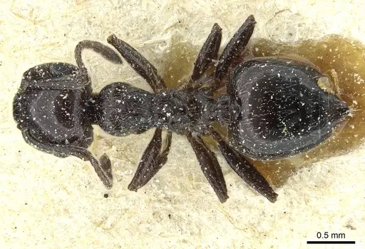 Crematogaster laestrygon specimen CASENT0912690 image casent0912690_1