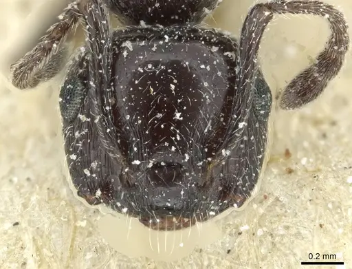 Crematogaster laestrygon specimen CASENT0912690 image casent0912690_2
