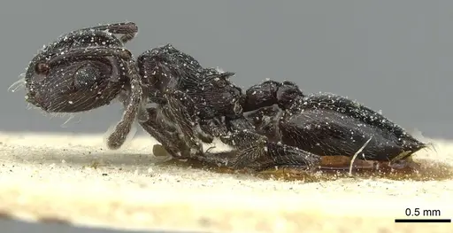 Crematogaster laestrygon specimen CASENT0912690 image casent0912690_3