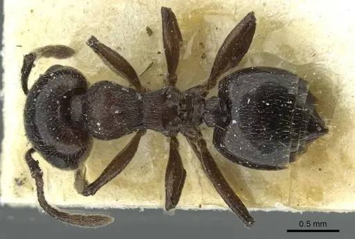 Crematogaster laestrygon specimen CASENT0912691 image casent0912691_1