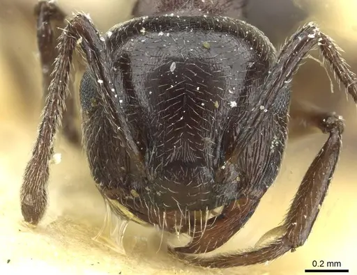 Crematogaster laestrygon specimen CASENT0912691 image casent0912691_2