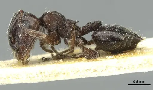 Crematogaster laestrygon specimen CASENT0912691 image casent0912691_3