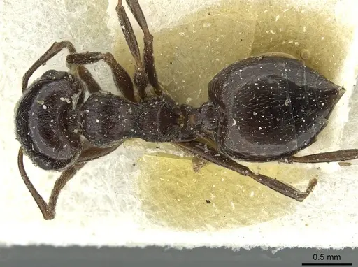 Crematogaster laestrygon specimen CASENT0912692 image casent0912692_1