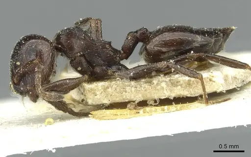 Crematogaster laestrygon specimen CASENT0912692 image casent0912692_3