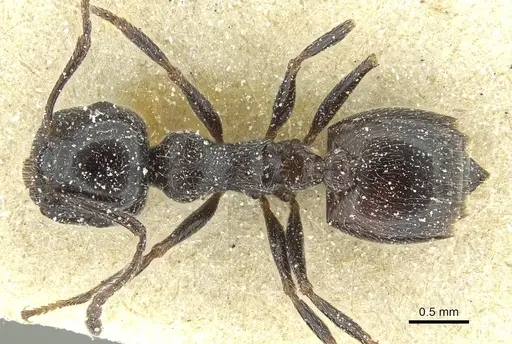 Crematogaster laestrygon specimen CASENT0912693 image casent0912693_1