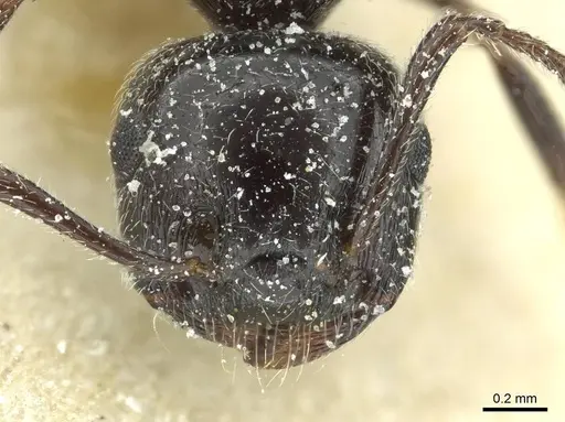 Crematogaster laestrygon specimen CASENT0912693 image casent0912693_2