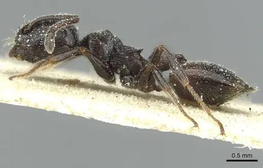 Crematogaster laestrygon specimen CASENT0912693 image casent0912693_3