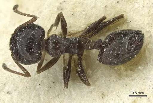 Crematogaster laestrygon specimen CASENT0912694 image casent0912694_1