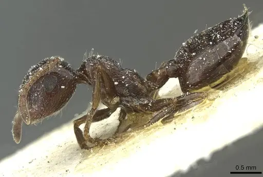 Crematogaster laestrygon specimen CASENT0912694 image casent0912694_3