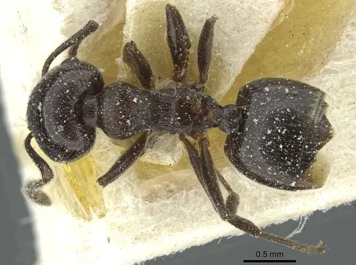 Crematogaster laestrygon specimen CASENT0912695 image casent0912695_1