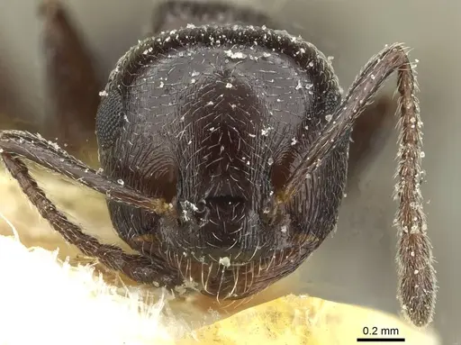 Crematogaster laestrygon specimen CASENT0912695 image casent0912695_2