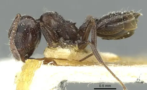 Crematogaster laestrygon specimen CASENT0912695 image casent0912695_3