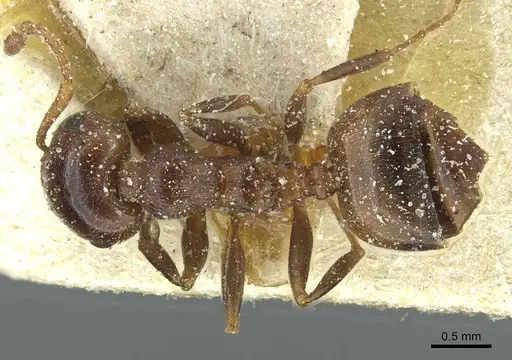 Crematogaster laestrygon specimen CASENT0912696 image casent0912696_1
