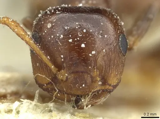 Crematogaster laestrygon specimen CASENT0912696 image casent0912696_2