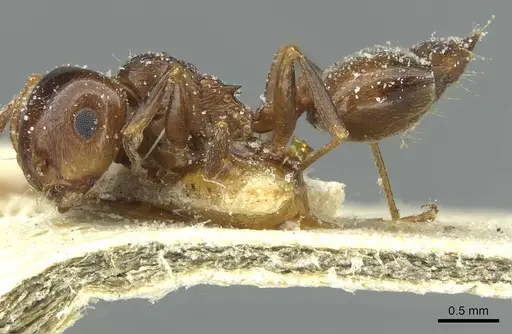 Crematogaster laestrygon specimen CASENT0912696 image casent0912696_3