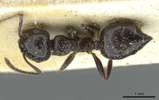 Crematogaster laestrygon specimen CASENT0912697 image casent0912697_1