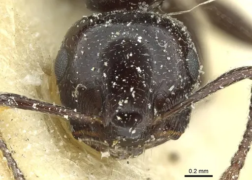 Crematogaster laestrygon specimen CASENT0912697 image casent0912697_2