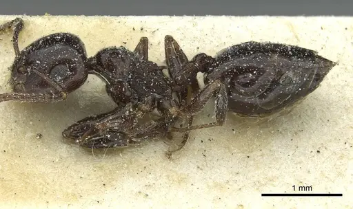 Crematogaster laestrygon specimen CASENT0912697 image casent0912697_3