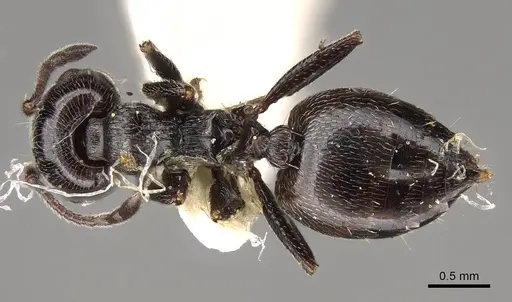 Crematogaster laestrygon specimen CASENT0914148 image casent0914148_1