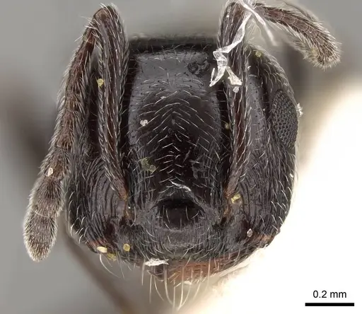 Crematogaster laestrygon specimen CASENT0914148 image casent0914148_2