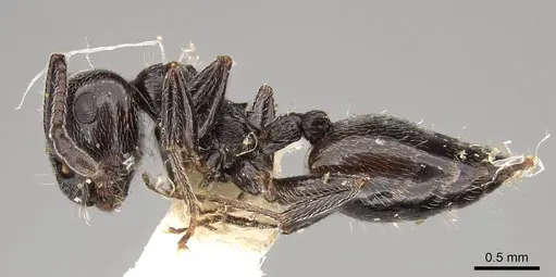 Crematogaster laestrygon specimen CASENT0914148 image casent0914148_3