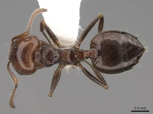 Crematogaster laestrygon specimen CASENT0922680 image casent0922680_1