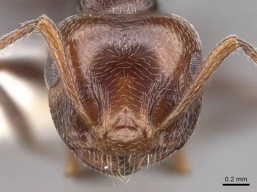 Crematogaster laestrygon specimen CASENT0922680 image casent0922680_2