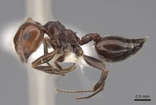 Crematogaster laestrygon specimen CASENT0922680 image casent0922680_3