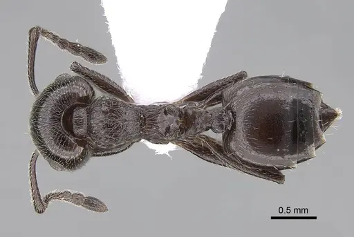 Crematogaster laestrygon specimen CASENT0922691 image casent0922691_1