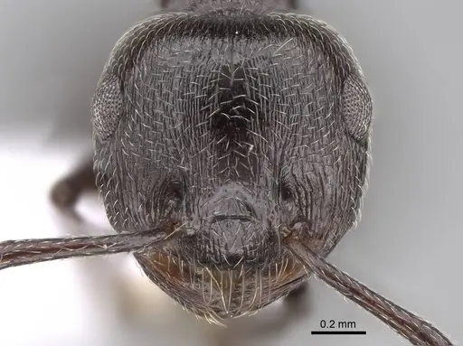 Crematogaster laestrygon specimen CASENT0922691 image casent0922691_2